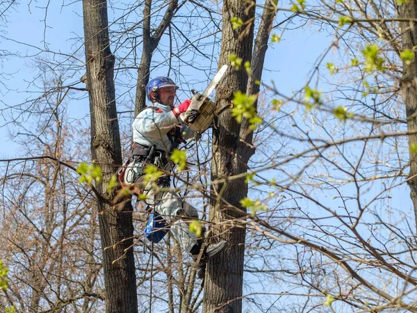 Diagnosing Nature's Ailments The Role of a Tree Doctor